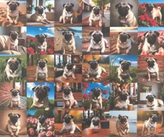 【ゆきちゃん限定】X2317 パグ パネル柄Ⅱ コットン生地 1m