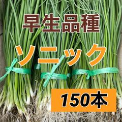 苗の専門店‼️早生玉ねぎ苗‼️ソニック150本‼️