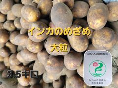 自然栽培　インカのめざめ　５キロ