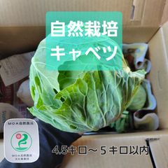 【化学農薬不使用】自然栽培　キャベツ　サイズバラバラ　5キロ(箱込み)