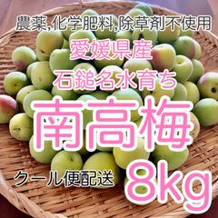 農薬不使用　愛媛県産石鎚名水育ち　南高梅　8kg  【クール便】
