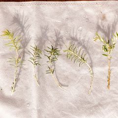 【3本セット】バンクシア テルマチアエ 挿し穂