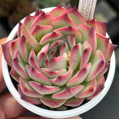 ★人気レア品種！★メキシコプリドニス×チワワエンシスイエコラ 多肉植物（抜き苗）自家繁殖 国産