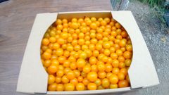 ハニーイエローと純あま　半々にして合計3kg クール便発送