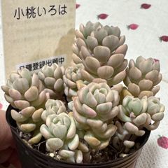 古都の葉さん苗❣️小桃いろは❣️札付き❗️多肉植物 ポット