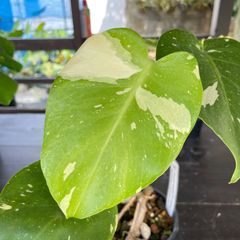 モンステラ　デリシオーサタイコンステレーション　斑入り　Monstera deliciosa 'Thai Constellation'