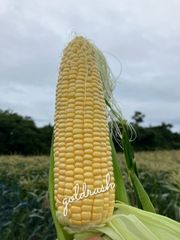 ★6月20.21日頃発送予定ゴールドラッシュ　とうもろこし🌽12-14本　渥美半島〜