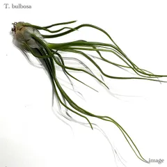 英麻呂様専用【トロピフローラ】 T. bulbosa f. alba 【公式通販】