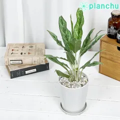 Aglaonema 種の人気アイテム - メルカリ