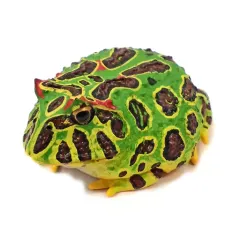 【中古】トレーディングフィギュア ベルツノガエル(マグネット) 「ネイチャーテクニカラーMONO PLUS ウーパールーパーとベルツノガエルとアカメアマガエルとマルメタピオカガエル ボールチェーン＆マグネット」