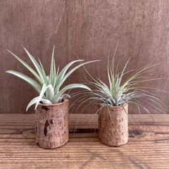 ★チランジア カピタータ・ チランジア 不明種  2種セット ② 切り株付き Tillandsia エアープランツ 現品 観葉植物 観葉 植物 珍奇植物 珍奇 ハンギング 吊るす 吊り下げ インテリア プレゼント