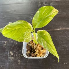 【希少】　モンステラ　レクレリアナ　斑入り　Monstera lechleriana variegated
