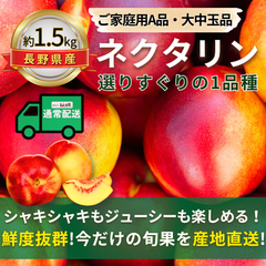 ネクタリン〜選りすぐりの１品種〜【内容量】約1.5kg【配送方法】通常配送【サイズ】L以上【品目】ネクタリン【品種】当店お任せ【産地】長野県【規格】ご家庭用A品【詰め方】パック詰め【配送までの日数】1～4日