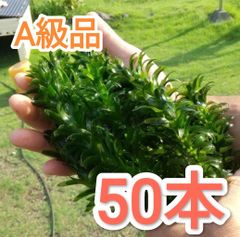 天然 アナカリス 500本 無農薬 - メルカリ
