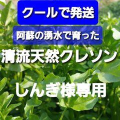 しんぎ様専用  クレソン