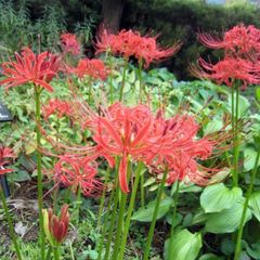 彼岸花球根 大 5個 - メルカリ
