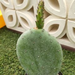 サボテン 大丸盆