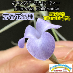 花芽付(大)＊ 芳香花品種＊ チランジア マレモンティー  Tillandsia mallemontii＊エアプランツ＠フラワーショップ江口