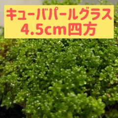 【無農薬】キューバパールグラス4.5cm四方