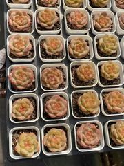 抜き苗 ジュレシフォン MY78×40株 ふっくら 多肉植物 エケベリア サボテン 韓国苗 新入荷