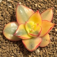 モノケロティス錦　エケベリア　6