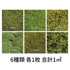 生きてる乾燥苔 280×580mm　6種類 各1枚 合計1平方メートル　スナゴケ ハイゴケ ヤマゴケ シノブゴケ カモジゴケ コツボゴケ 庭園 造園 盆栽 こけ コケ 苔玉 ジオラマ テラリウム コケリウム グリーン 花材 好き サステナブル 持続可能