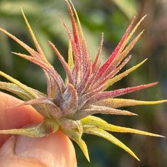チランジア イオナンタ スター Tillandsia ionantha Star＊エアプランツ＠フラワーショップ江口