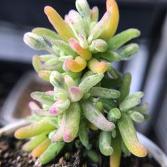 新入荷　多肉植物　ドロサンテマ  キラキラ　Rainbow roll 抜き苗１株