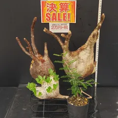 2025年最新】オペルクリカリア パキプス ベアルートの人気