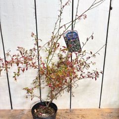 北欧の恵みビルベリー4号鉢