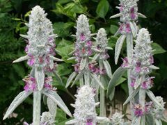 【花の種】ラムズイヤー　70粒以上　0.25ｍｌ　スキタス　ビザンティナ