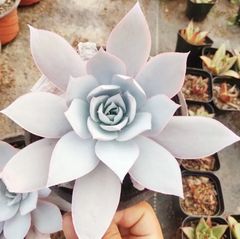 お手頃価格】大人気セット 9苗 カット苗セット 【第四種郵便発送