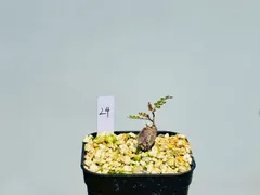 オペルクリカリア パキプス 美形 作り込み パワータンク③ Amazon.co.jp: オペルクリカリア パキプス 根挿し 根差し 根伏せ