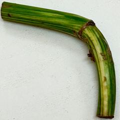 【成功率が高い緑勝ち】モンステラ  ホワイトタイガー  #999  /  斑入り  観葉植物
