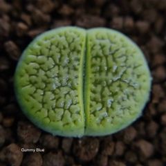 多肉植物 コノフィツム デプレッサム ssp 種子 - メルカリ