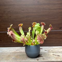 ⑥ サラセニア フィラデルフィア 食虫植物 4.5号 現品 Sarracenia Philadelphia ヘイシソウ 瓶子草 ①