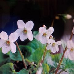 野草　スミレ苗　（白、４本）