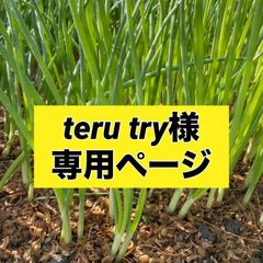 teru try様専用ページ‼️ 玉ねぎ苗