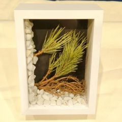 松の木ドライフラワーのオブジェ　盆栽　浮世絵　ジオラマ　ボックスアレンジ　bonsai　ドライ盆栽