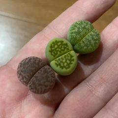 多肉植物 リトープス セット①