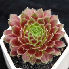 【セール】ディオーン・エデュレ / 新芽展開中 ソテツ 多肉 希少 鉢ごと発送 お盆セール】ディオーン・エデュレ / 脇芽付き 新芽展開中