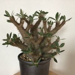 5頭　超極太10㌢　パキポディウム ホロンベンセ　鉢ごとメルカリ便 Amazon.co.jp: 5頭 超極太10㌢ パキポディウム ホロンベンセ