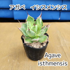 【抜き苗発送】　アガベ イシスメンシス　　Agave isthmensis　2025.4.11Ai2