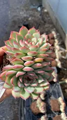 2025年最新】ECHEVERIAの人気アイテム - メルカリ