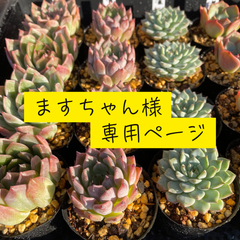 ますちゃん様専用