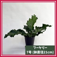 ◇特◇フルタドアsp.レッドナロー 2022年 神畑便 #ブセさかな屋 - メルカリ