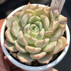 ★オリジナル交配！★魅惑の月×ザラゴーサ 多肉植物（抜き苗）自家受粉実生苗 国産