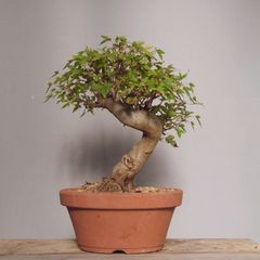 引取限定】盆栽 ヤマモミジ - メルカリ