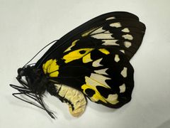 蝶の標本★ガダルカナル島産ビクトリア♀