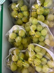 送料無料】沖縄産アップルマンゴー苗木 アーウィン種 1〜2年生 - メルカリ